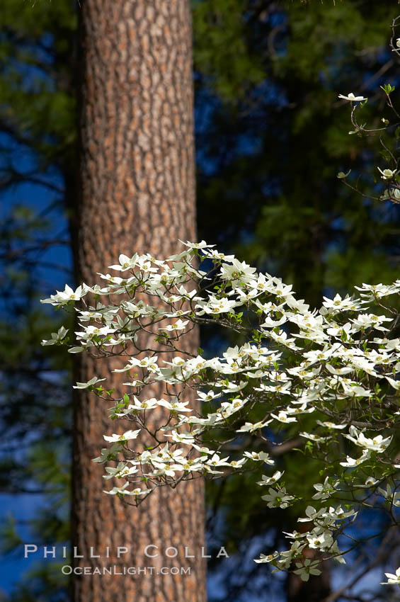 Mountain dogwood, or Pacific dogwood, Yosemite Valley. Yosemite National Park, California, USA, Cornus nuttallii, natural history stock photograph, photo id 12679