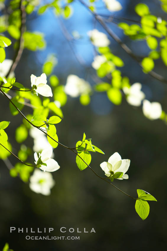 Mountain dogwood, or Pacific dogwood, Yosemite Valley. Yosemite National Park, California, USA, Cornus nuttallii, natural history stock photograph, photo id 12673