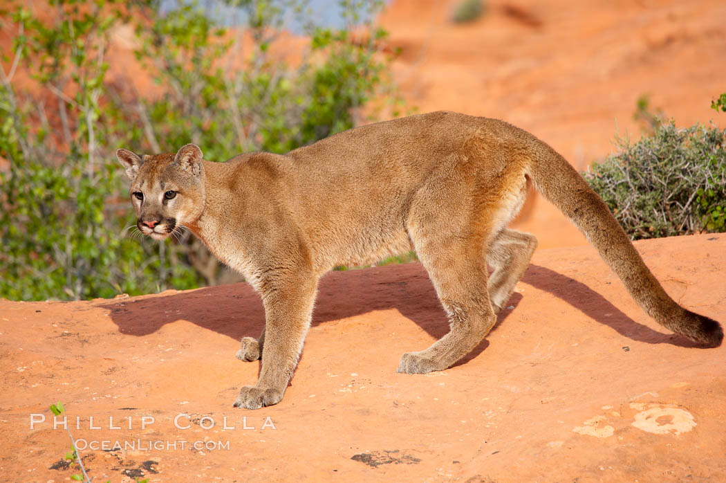 Mountain lion., Puma concolor, natural history stock photograph, photo id 12278