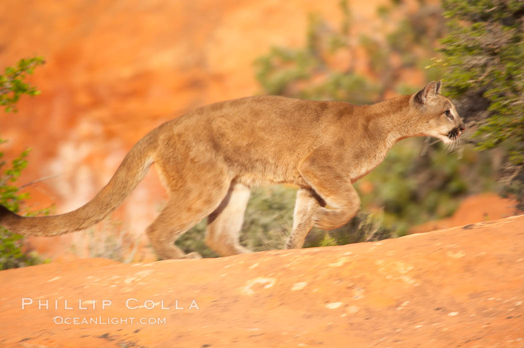 Mountain lion., Puma concolor, natural history stock photograph, photo id 12286