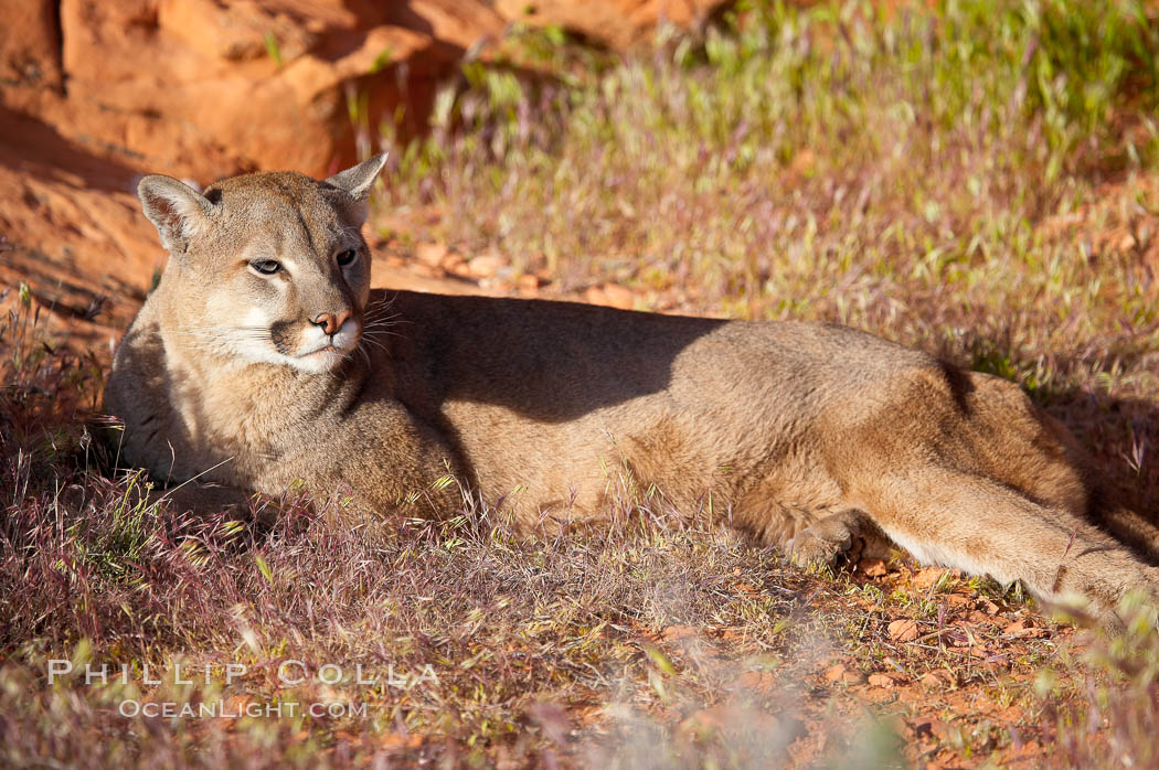 Mountain lion., Puma concolor, natural history stock photograph, photo id 12298