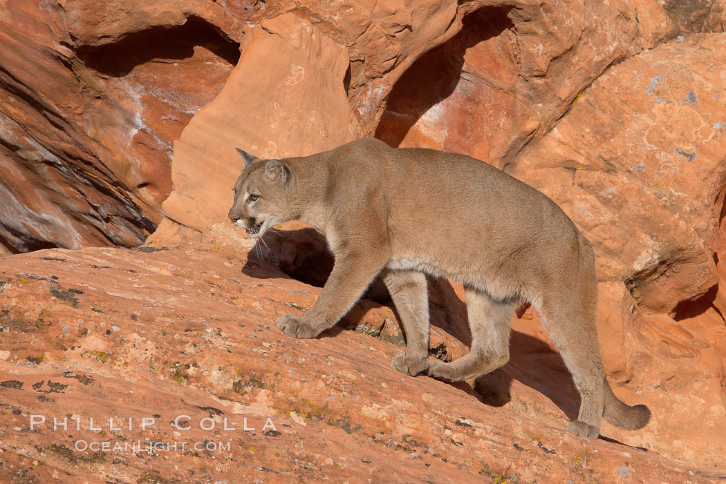 Mountain lion., Puma concolor, natural history stock photograph, photo id 12302