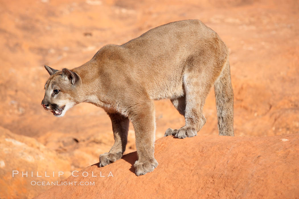 Mountain lion., Puma concolor, natural history stock photograph, photo id 12306