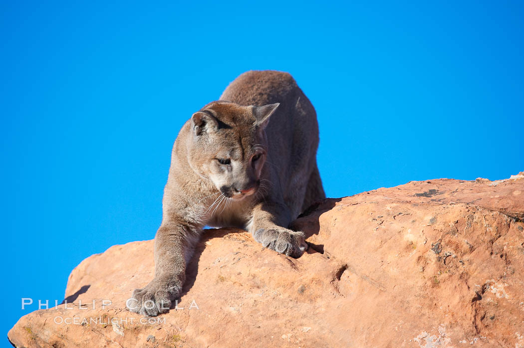 Mountain lion., Puma concolor, natural history stock photograph, photo id 12310