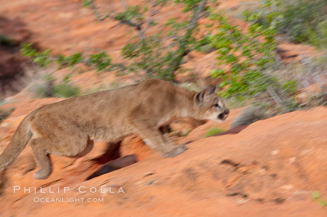 Mountain lion., Puma concolor, natural history stock photograph, photo id 12322
