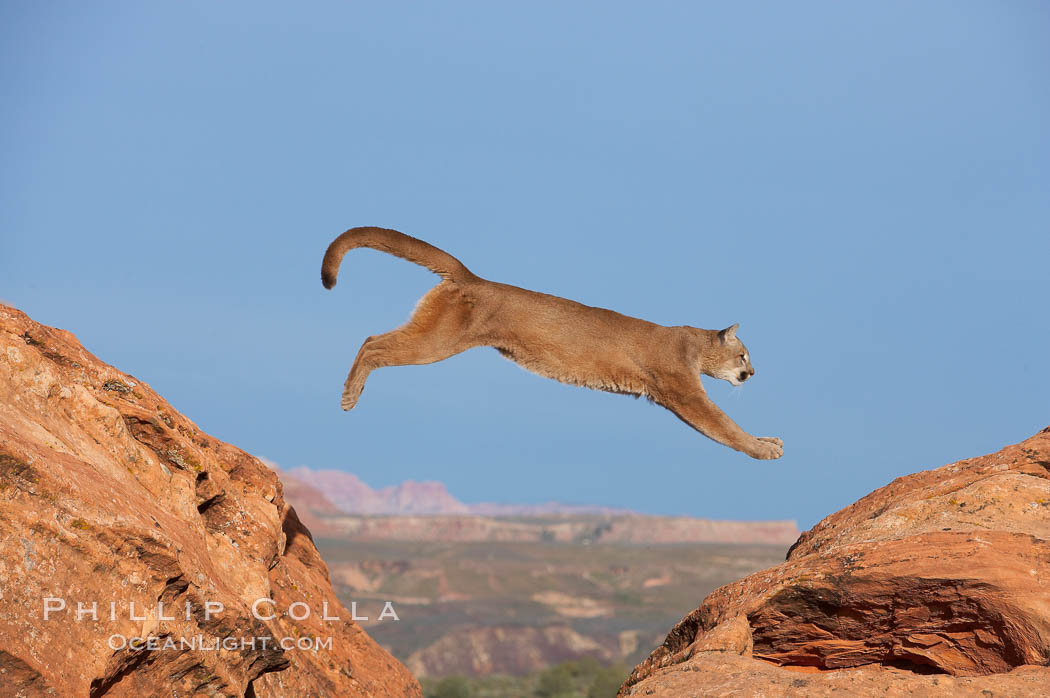Mountain lion leaping., Puma concolor, natural history stock photograph, photo id 12290