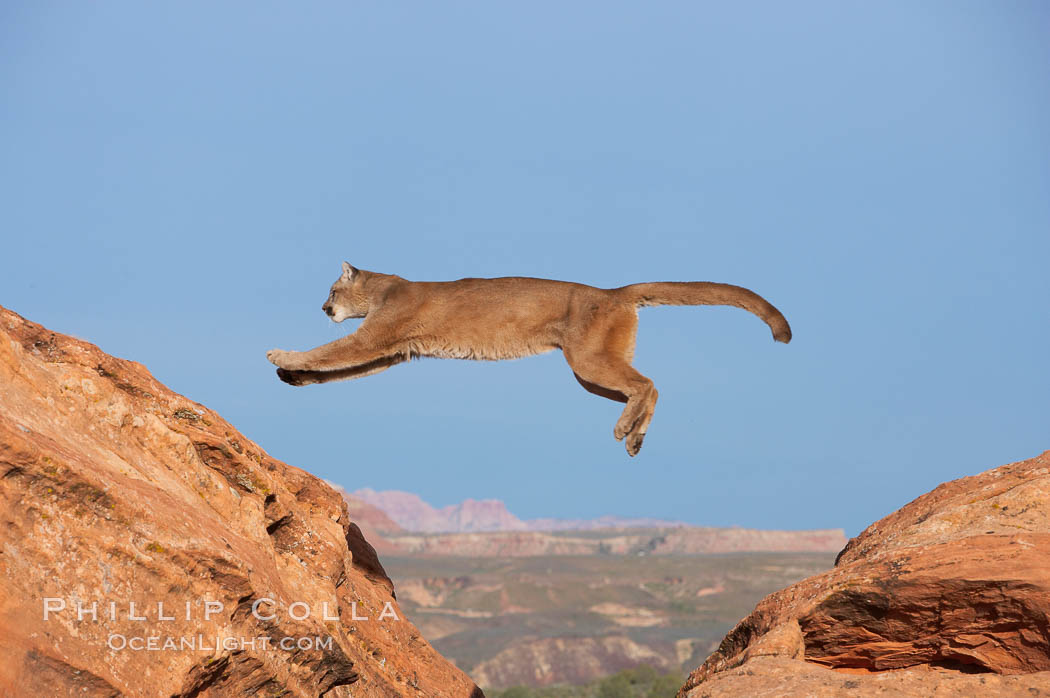 Mountain lion leaping., Puma concolor, natural history stock photograph, photo id 12354