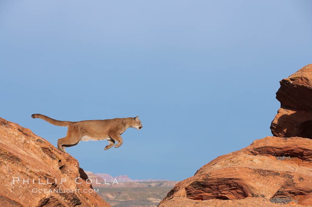 Mountain lion leaping., Puma concolor, natural history stock photograph, photo id 12358