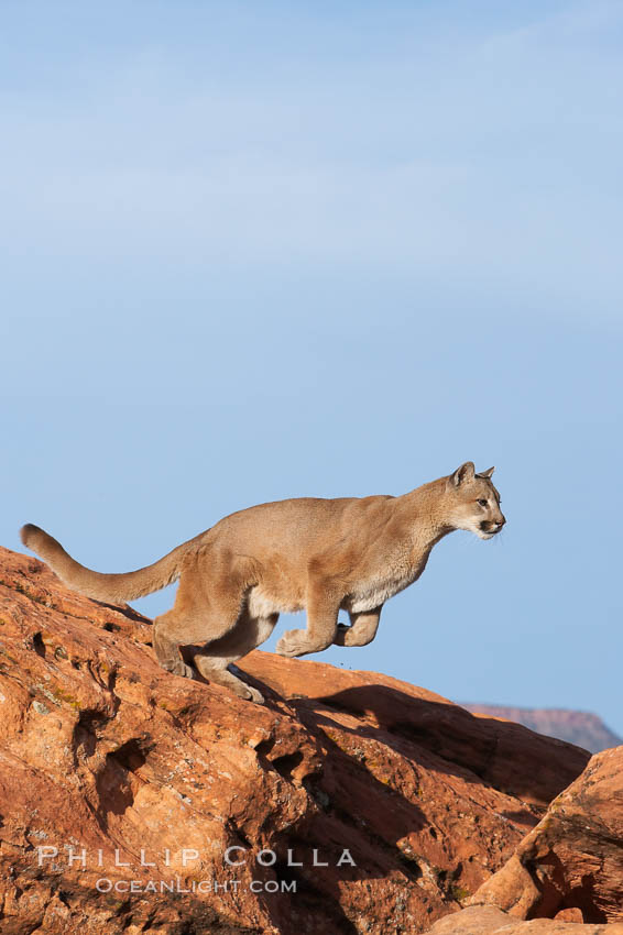 Mountain lion leaping., Puma concolor, natural history stock photograph, photo id 12366
