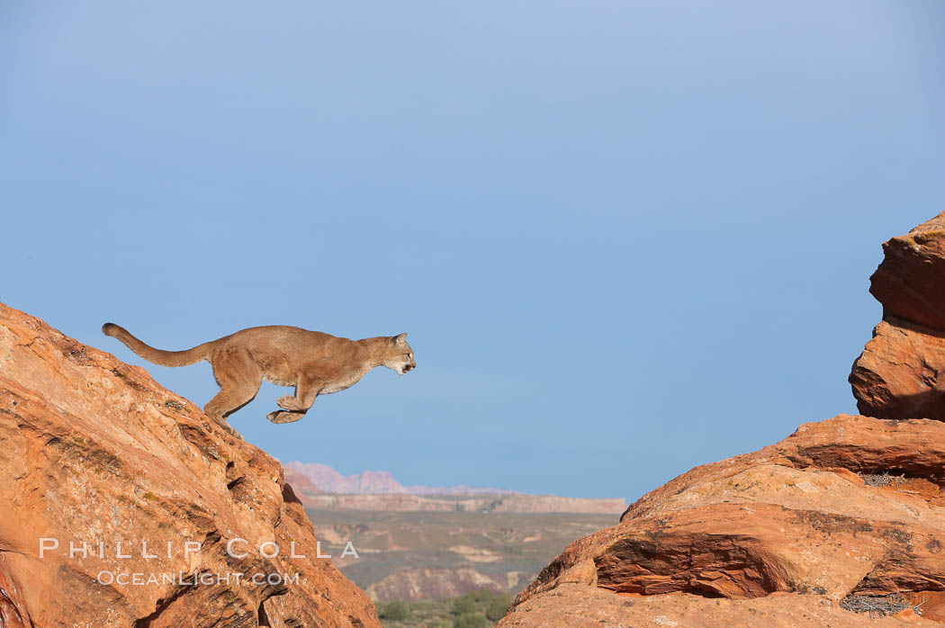 Mountain lion leaping., Puma concolor, natural history stock photograph, photo id 12352