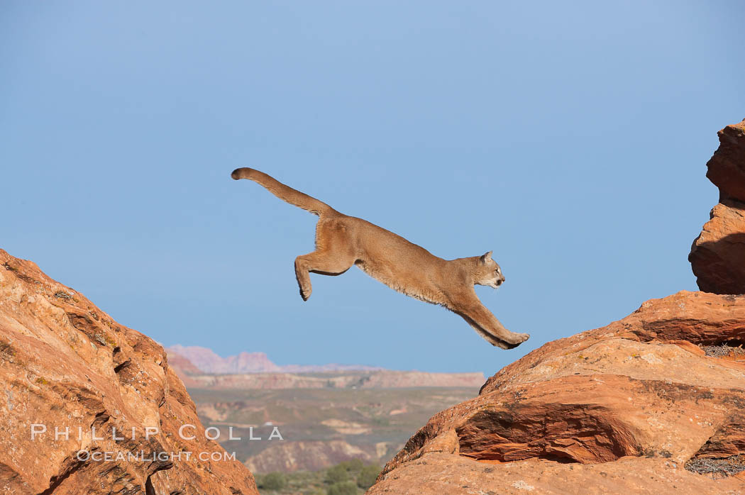 Mountain lion leaping., Puma concolor, natural history stock photograph, photo id 12356