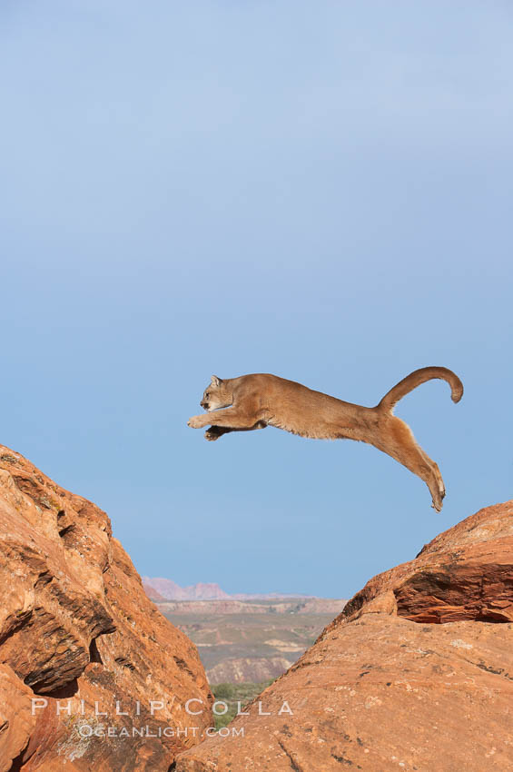 Mountain lion leaping., Puma concolor, natural history stock photograph, photo id 12360