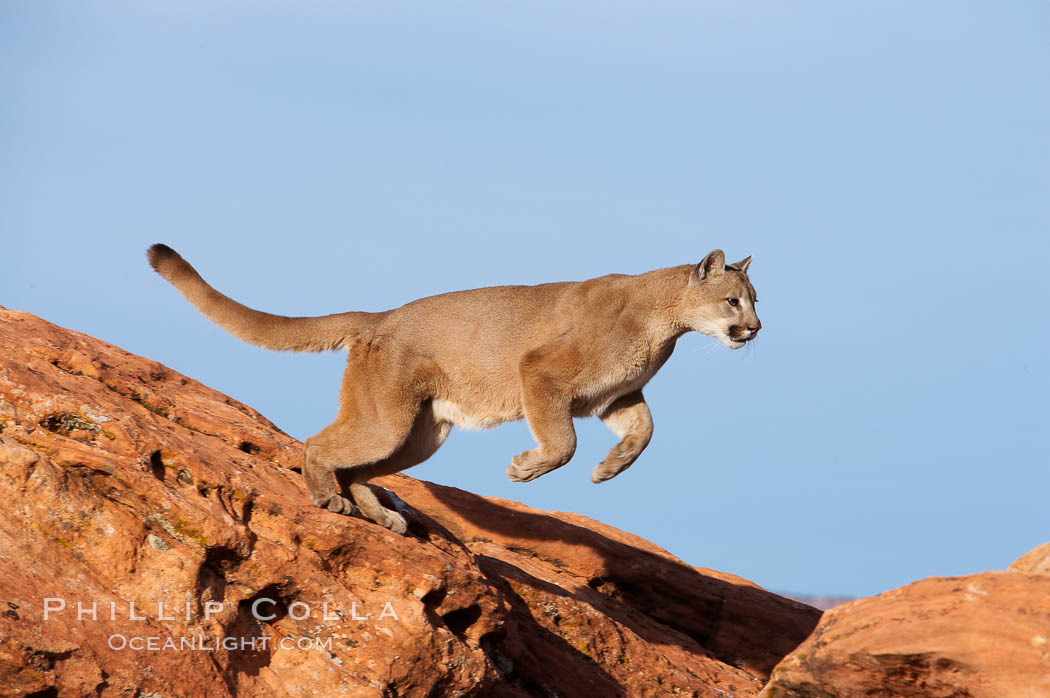 Mountain lion leaping., Puma concolor, natural history stock photograph, photo id 12283