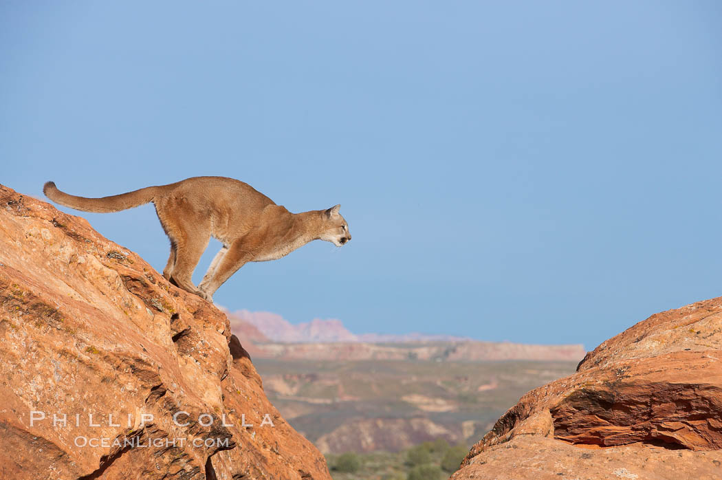Mountain lion leaping., Puma concolor, natural history stock photograph, photo id 12355