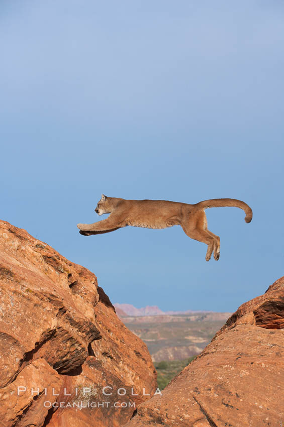Mountain lion leaping., Puma concolor, natural history stock photograph, photo id 12359