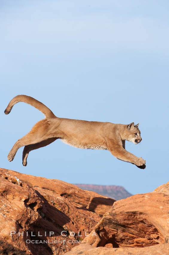 Mountain lion leaping., Puma concolor, natural history stock photograph, photo id 12297
