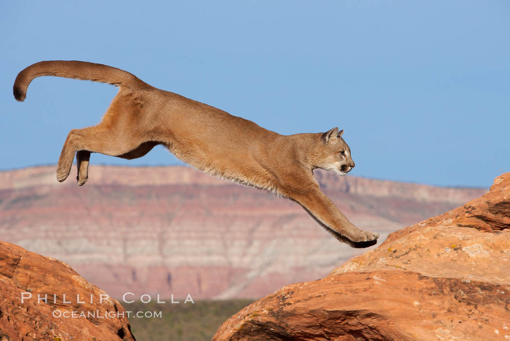 Mountain lion leaping., Puma concolor, natural history stock photograph, photo id 12301