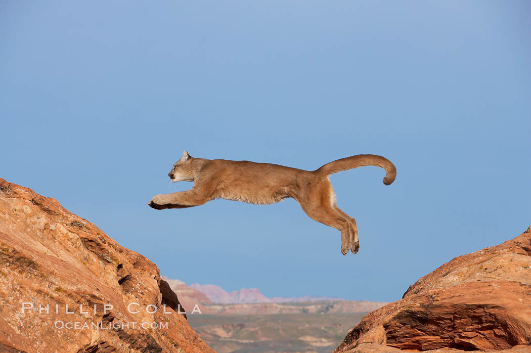 Mountain lion leaping., Puma concolor, natural history stock photograph, photo id 12357