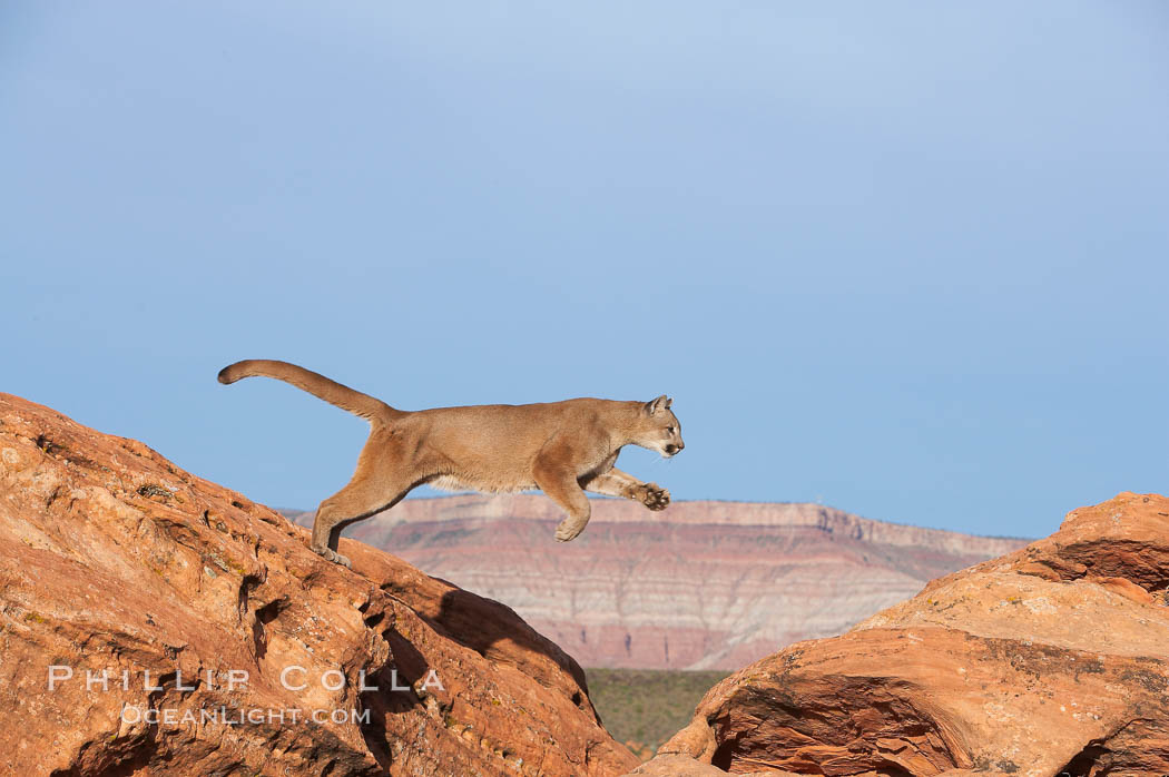 Mountain lion leaping., Puma concolor, natural history stock photograph, photo id 12361