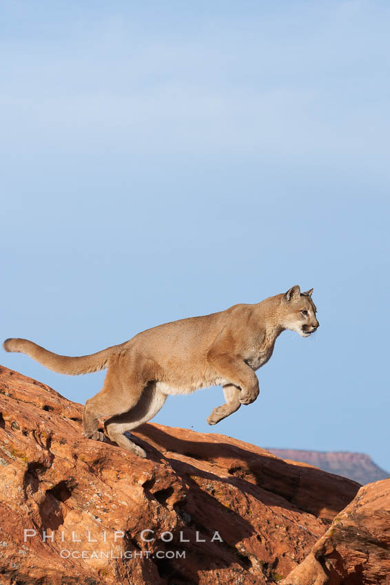 Mountain lion leaping., Puma concolor, natural history stock photograph, photo id 12365