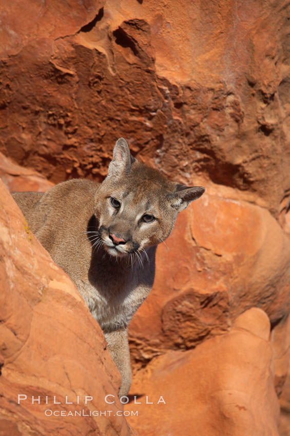Mountain lion., Puma concolor, natural history stock photograph, photo id 12280