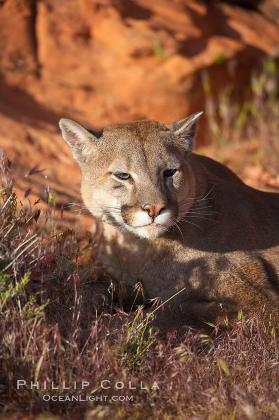 Mountain lion., Puma concolor, natural history stock photograph, photo id 12284