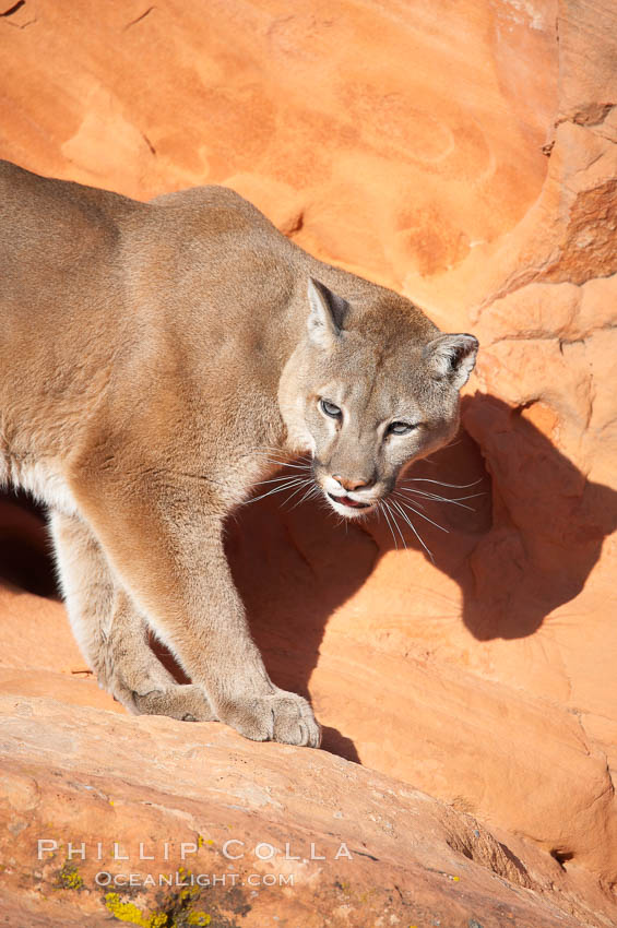 Mountain lion., Puma concolor, natural history stock photograph, photo id 12292