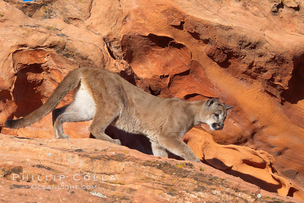 Mountain lion., Puma concolor, natural history stock photograph, photo id 12300