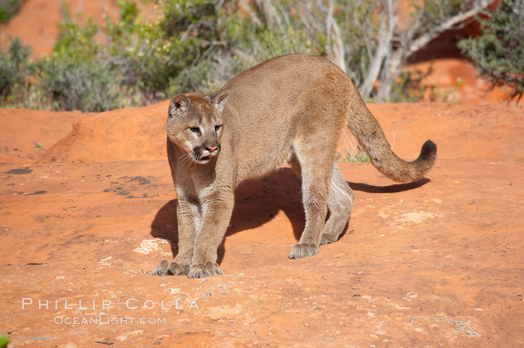 Mountain lion., Puma concolor, natural history stock photograph, photo id 12308