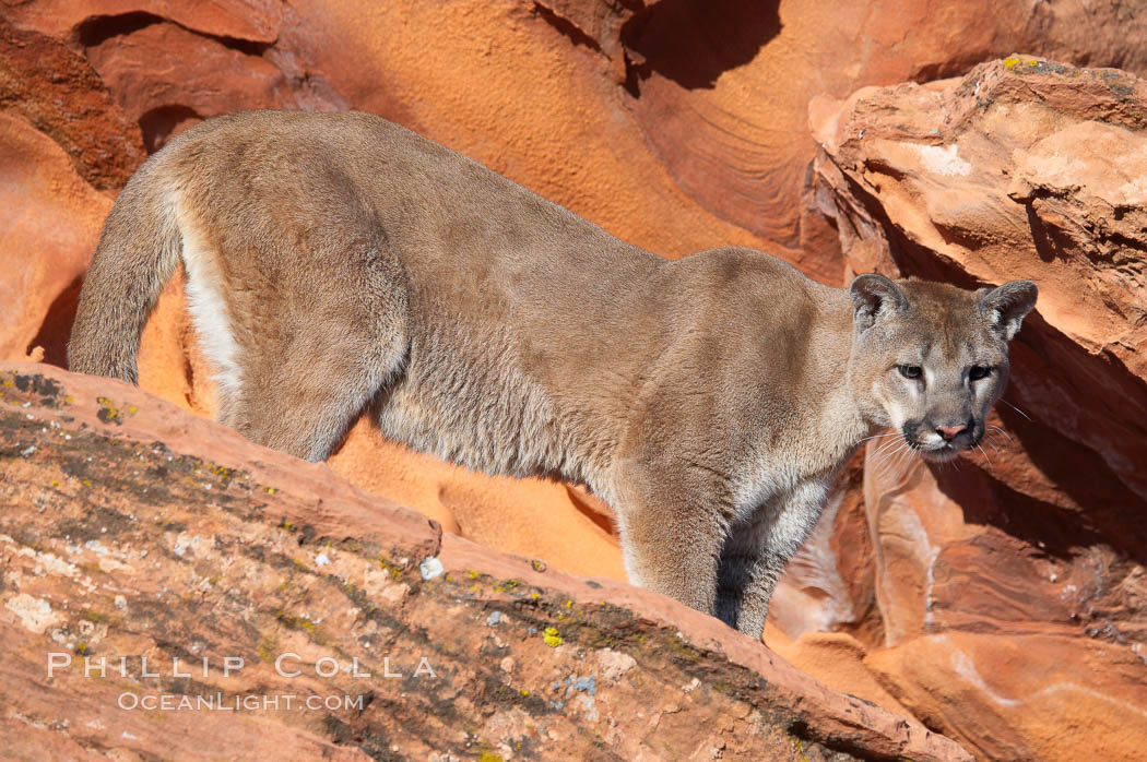 Mountain lion., Puma concolor, natural history stock photograph, photo id 12312