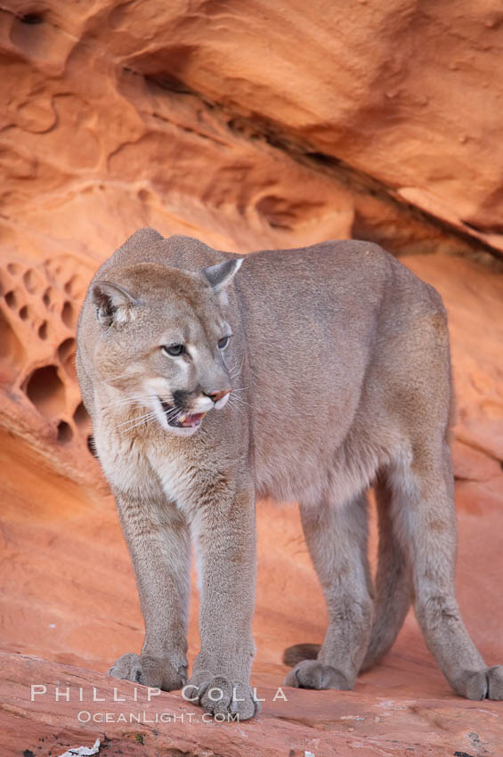 Mountain lion., Puma concolor, natural history stock photograph, photo id 12320