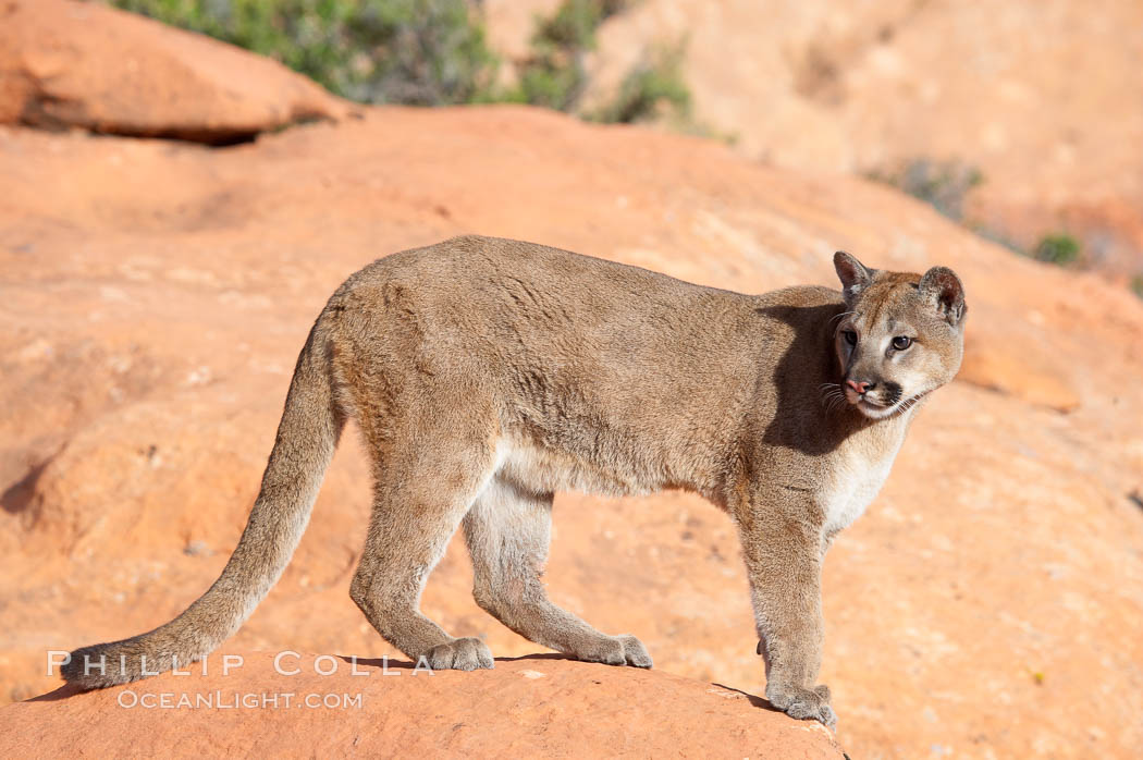 Mountain lion., Puma concolor, natural history stock photograph, photo id 12328