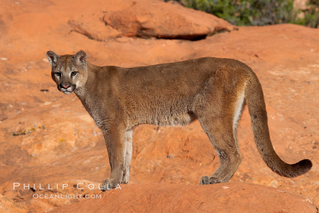 Mountain lion., Puma concolor, natural history stock photograph, photo id 12279