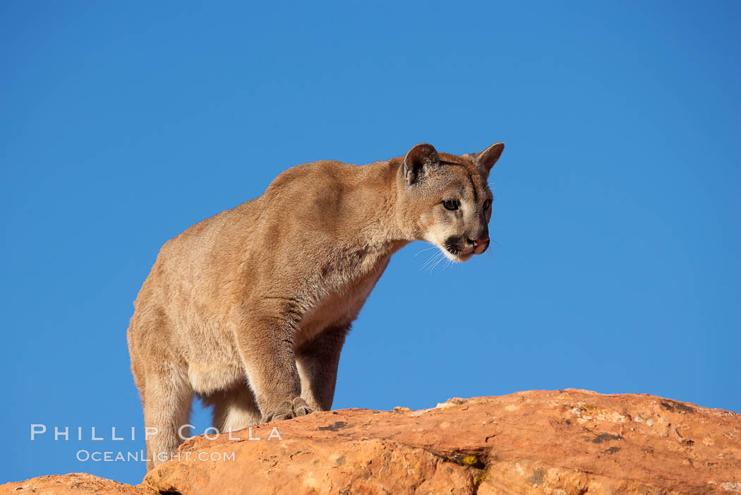 Mountain lion., Puma concolor, natural history stock photograph, photo id 12287