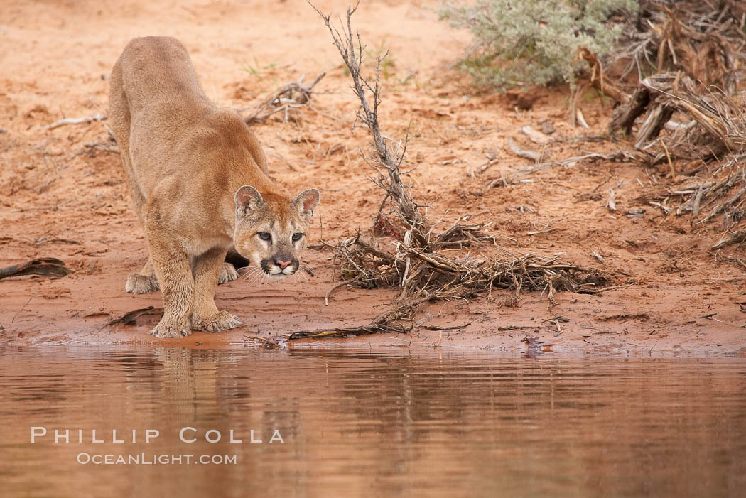 Mountain lion., Puma concolor, natural history stock photograph, photo id 12295