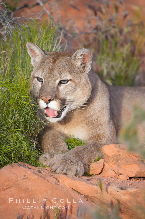 Mountain lion., Puma concolor, natural history stock photograph, photo id 12299
