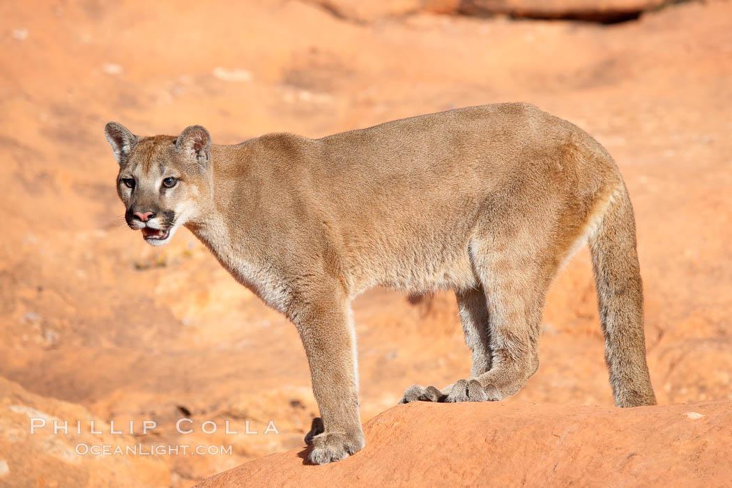 Mountain lion., Puma concolor, natural history stock photograph, photo id 12307