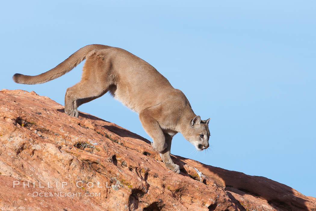 Mountain lion., Puma concolor, natural history stock photograph, photo id 12315