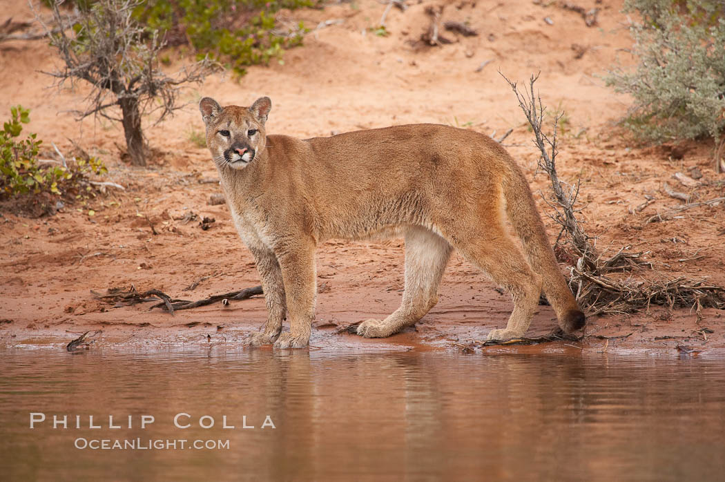 Mountain lion., Puma concolor, natural history stock photograph, photo id 12289