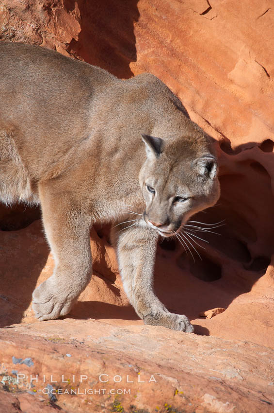 Mountain lion., Puma concolor, natural history stock photograph, photo id 12317