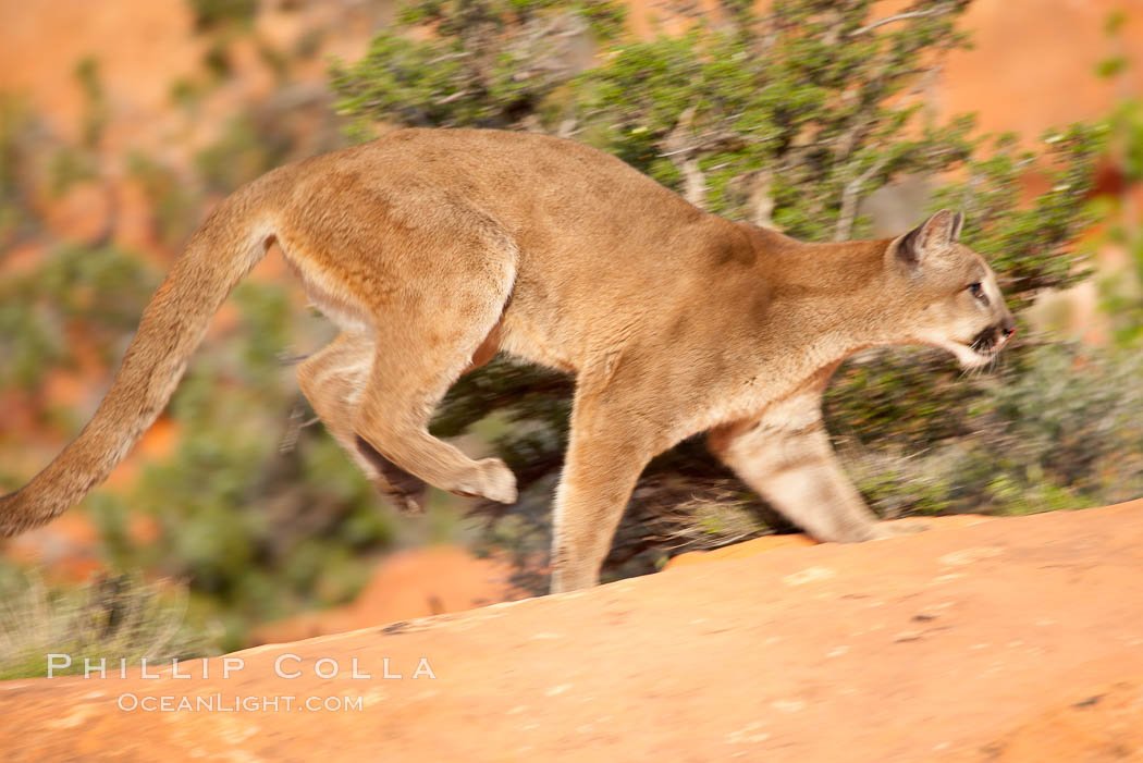 Mountain lion., Puma concolor, natural history stock photograph, photo id 12325