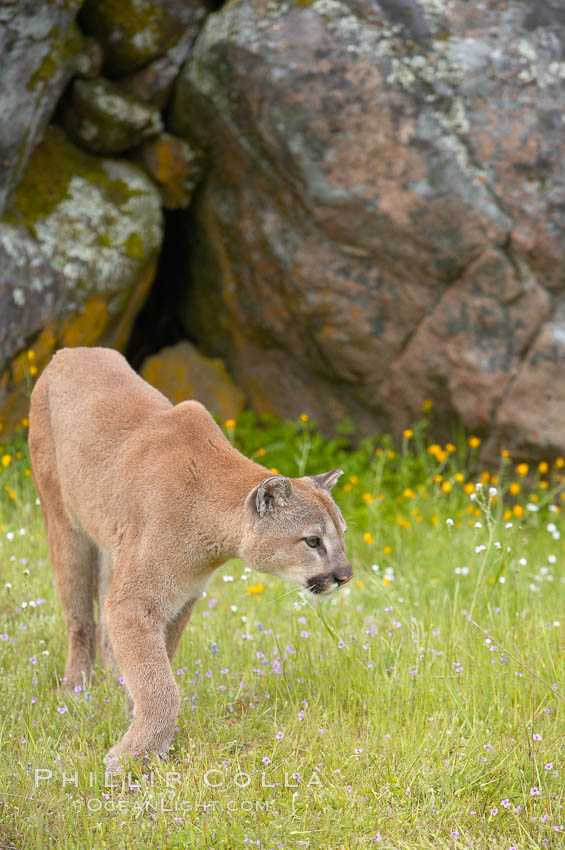 Mountain lion, Sierra Nevada foothills, Mariposa, California., Puma concolor, natural history stock photograph, photo id 15814