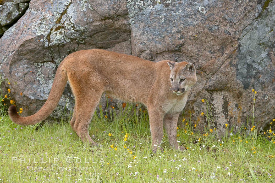 Mountain lion, Sierra Nevada foothills, Mariposa, California., Puma concolor, natural history stock photograph, photo id 15826