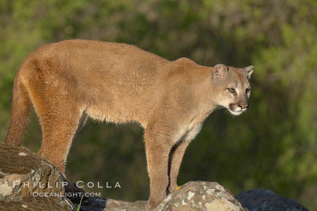Mountain lion, Sierra Nevada foothills, Mariposa, California., Puma concolor, natural history stock photograph, photo id 15830
