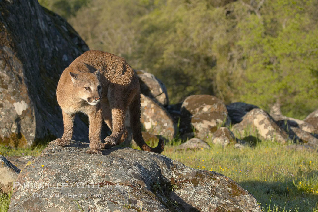 Mountain lion, Sierra Nevada foothills, Mariposa, California., Puma concolor, natural history stock photograph, photo id 15834