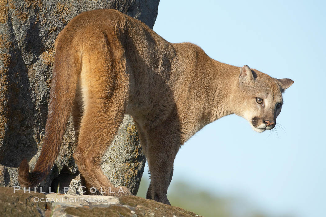 Mountain lion, Sierra Nevada foothills, Mariposa, California., Puma concolor, natural history stock photograph, photo id 15850