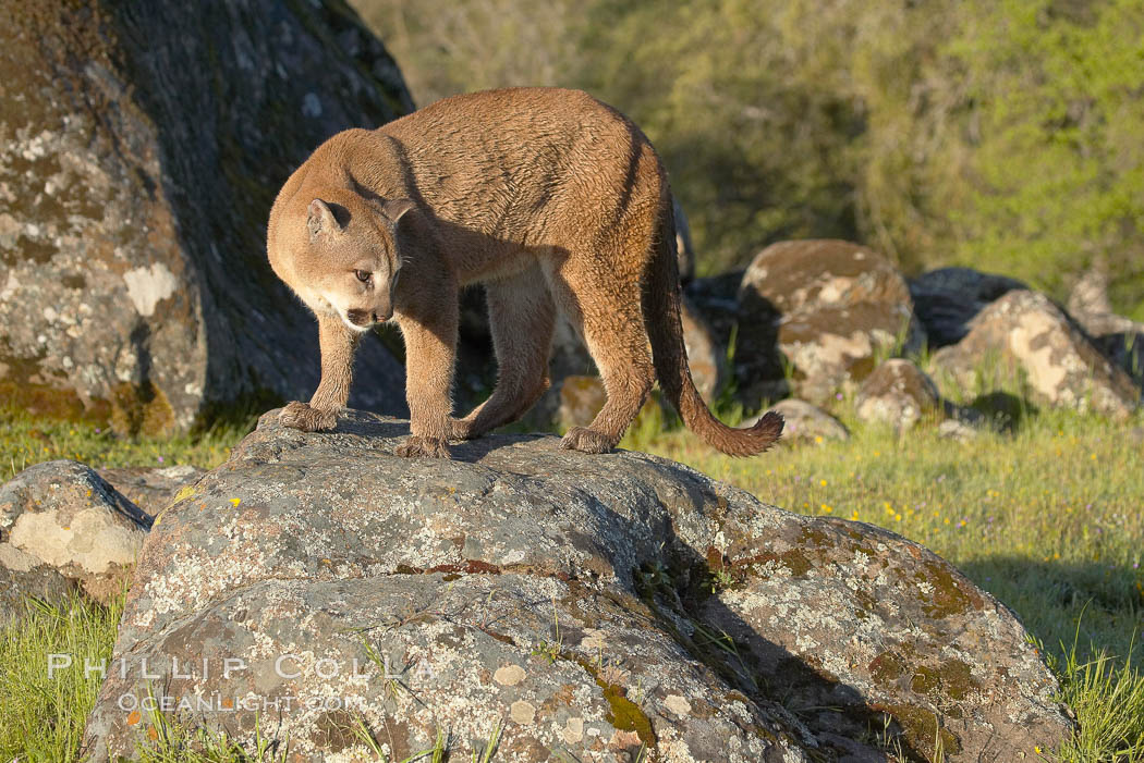 Mountain lion, Sierra Nevada foothills, Mariposa, California., Puma concolor, natural history stock photograph, photo id 15858