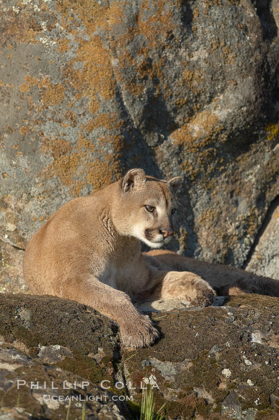 Mountain lion, Sierra Nevada foothills, Mariposa, California., Puma concolor, natural history stock photograph, photo id 15862