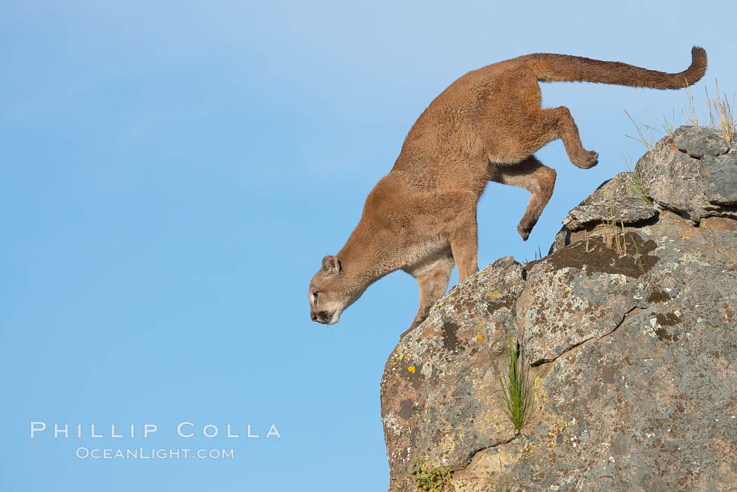 Mountain lion, Sierra Nevada foothills, Mariposa, California., Puma concolor, natural history stock photograph, photo id 15866