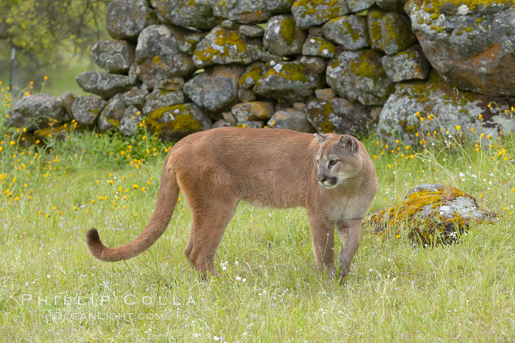 Mountain lion, Sierra Nevada foothills, Mariposa, California., Puma concolor, natural history stock photograph, photo id 15828